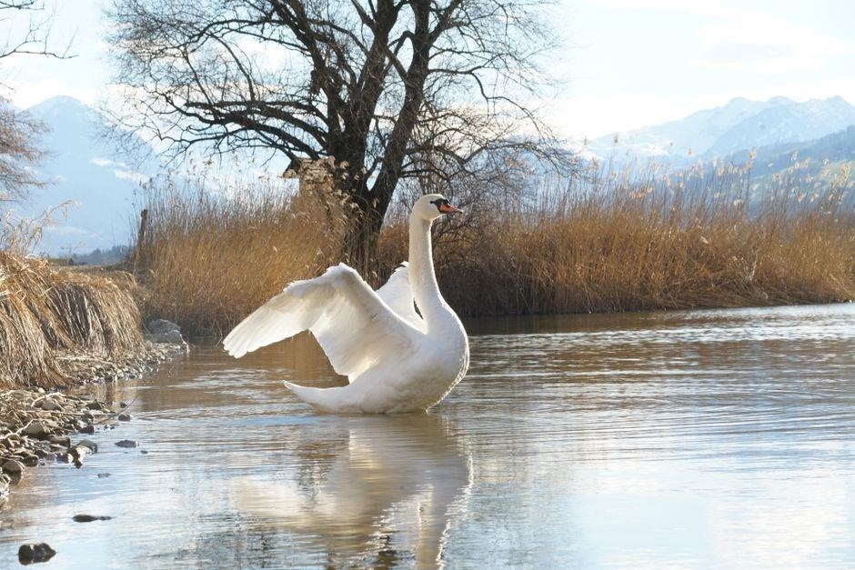 the trumpet of the swan pdf